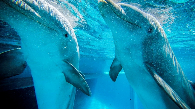 Украина требует от России вернуть крымских боевых дельфинов 