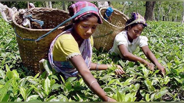 Hindu: Индия предлагает России платить за чай рупиями 