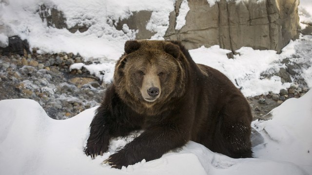 Британская Times призвала запереть русского «медведя в тайге»