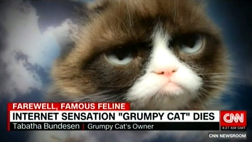  cnn   grumpy cat    